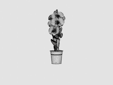 Phalaenopsis hybrid bow white Modelo 3D