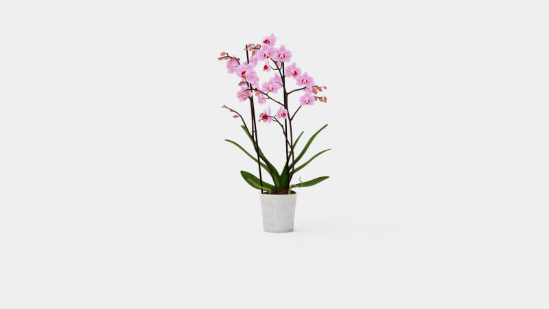 Phalaenopsis seasonal 2 branch 22 mini flowers mix 3D Model .c4d .max .obj .3ds .fbx .stl .blend 