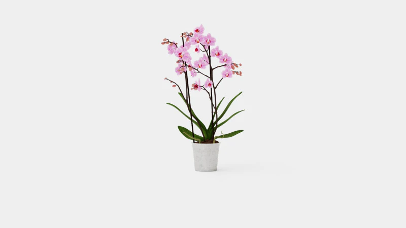 Фаленопсис сезонный 2 ветки 22 мини-цветка микс 3D Модель .c4d .max .obj .3ds .fbx .stl .blend 