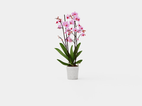 Phalaenopsis seasonal 2 branch 22 mini flowers mix 3D Model