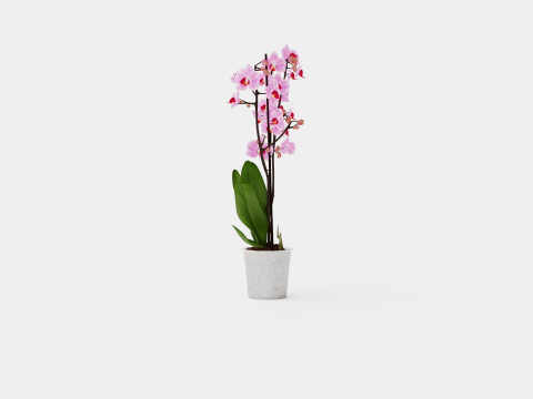 Phalaenopsis seasonal 2 branch 22 mini flowers mix 3D Model