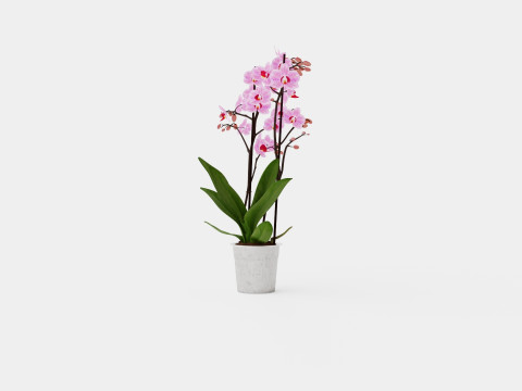 Phalaenopsis seasonal 2 branch 22 mini flowers mix 3D Model