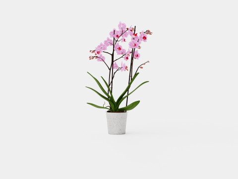 Phalaenopsis seasonal 2 branch 22 mini flowers mix 3D Model