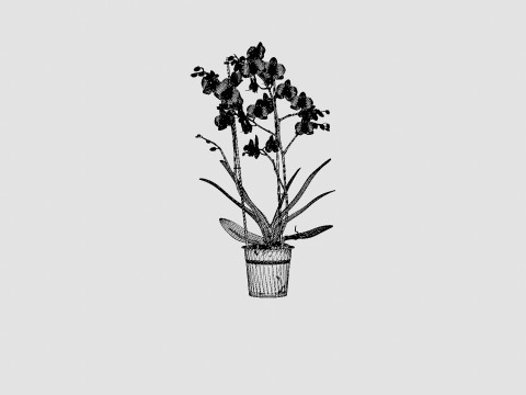 Phalaenopsis seasonal 2 branch 22 mini flowers mix 3D Model