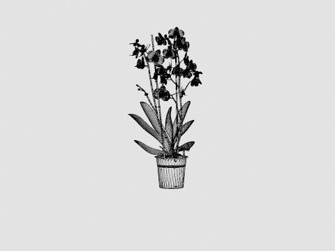 Phalaenopsis seasonal 2 branch 22 mini flowers mix 3D Model