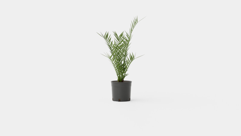 Phoenix canariensis Modelo 3D .c4d .max .obj .3ds .fbx .stl .blend 