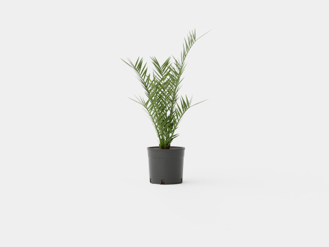 Phoenix canariensis 3D Model