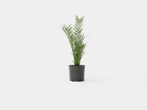 Phoenix canariensis Modelo 3D