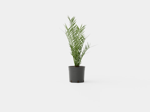 Phoenix canariensis Modelo 3D