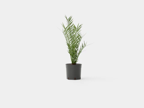 Phoenix canariensis 3D Model
