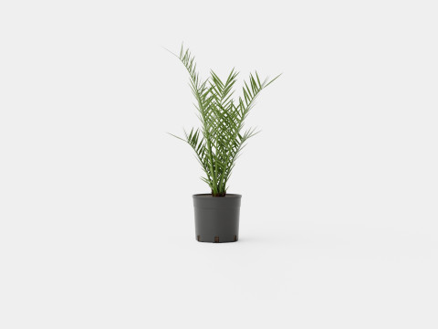 Phoenix canariensis Modelo 3D