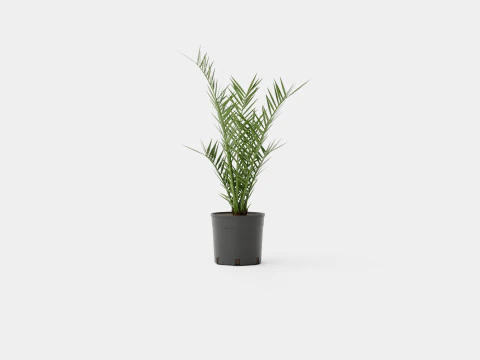 Phoenix canariensis 3D Model