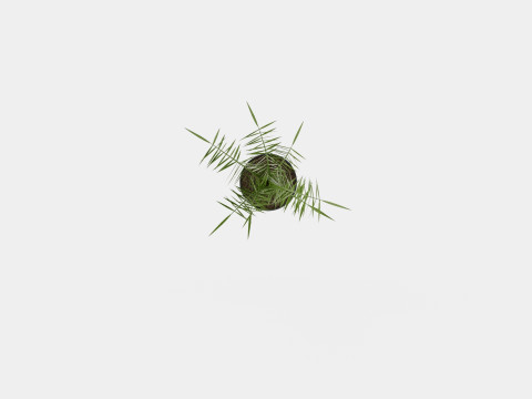 Phoenix canariensis Modelo 3D