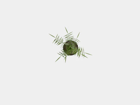 Phoenix canariensis 3D Model