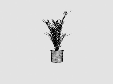 Phoenix canariensis Modelo 3D