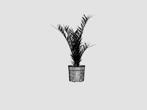 Phoenix canariensis 3D Model