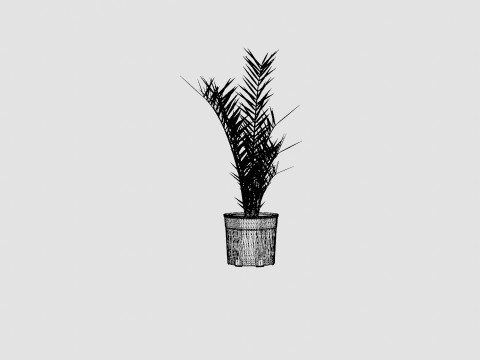 Phoenix canariensis Modelo 3D
