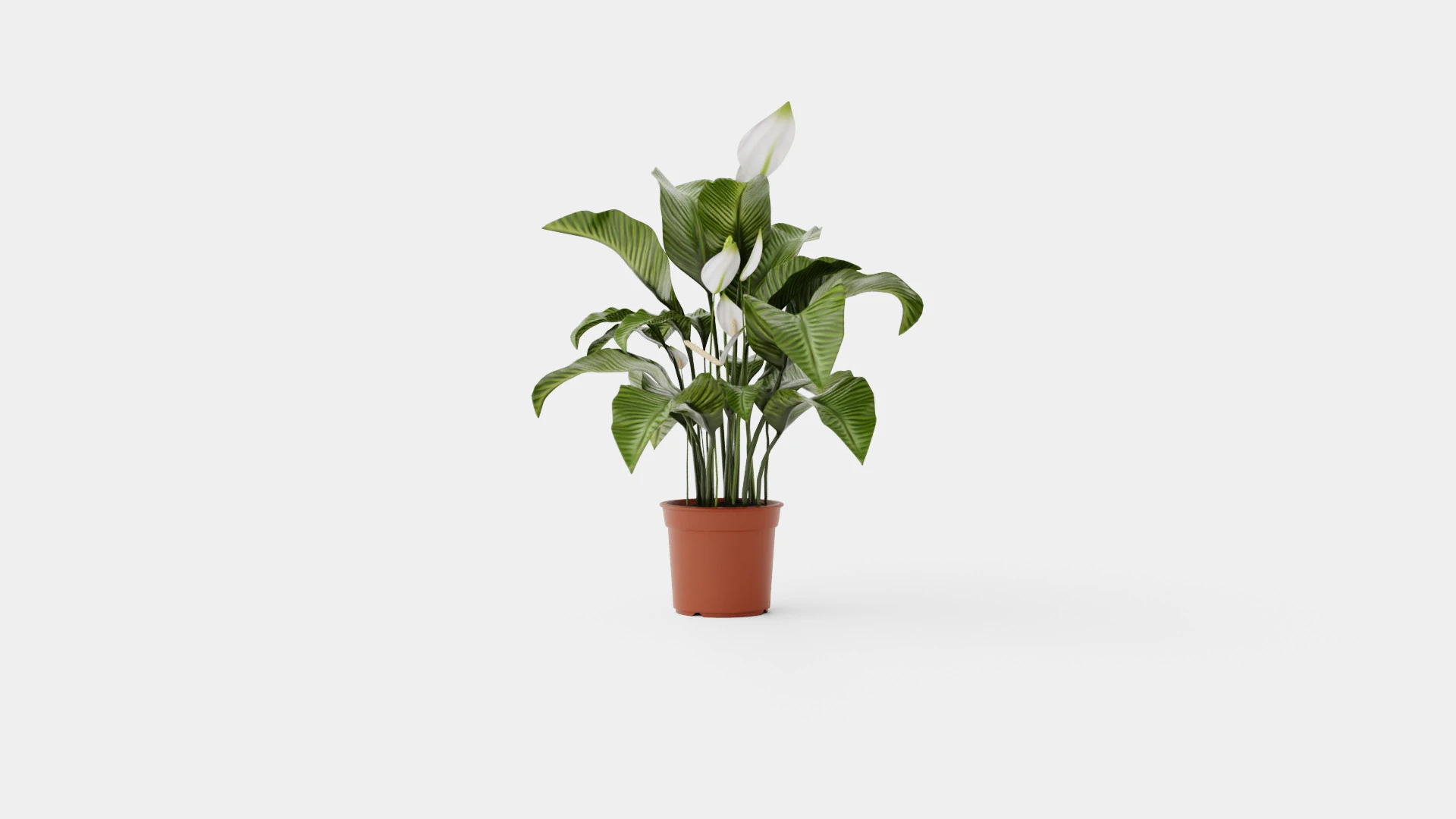 Spathiphyllum Sw Lauretta 3D Model .c4d .max .obj .3ds .fbx .stl .blend 