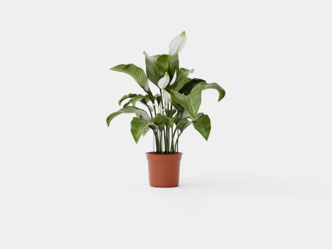 Spathiphyllum Sw Lauretta 3D Model