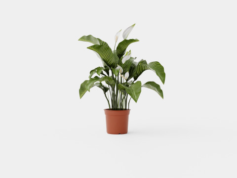 Spathiphyllum Sw Lauretta 3D Model