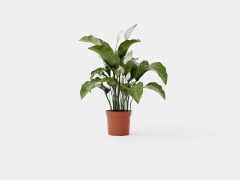 Spathiphyllum Sw Lauretta 3D Model