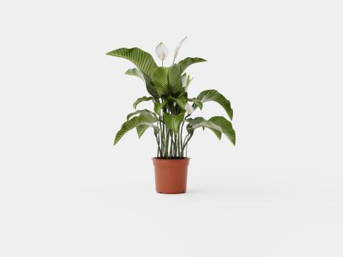 Spathiphyllum Sw Lauretta 3D Model