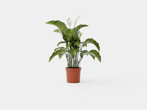 Spathiphyllum Sw Lauretta 3D Model