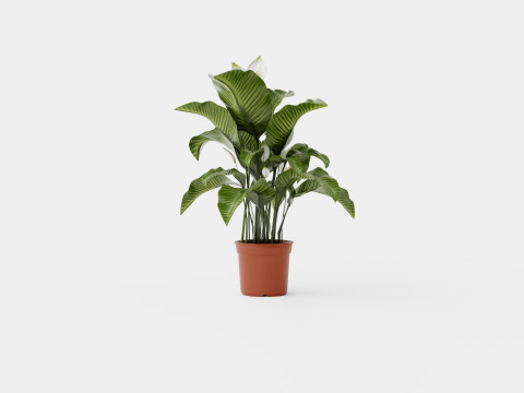 Spathiphyllum Sw Lauretta 3D Model