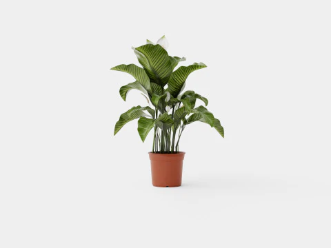 Spathiphyllum Sw Lauretta 3D Model
