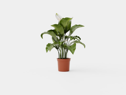 Spathiphyllum Sw Lauretta 3D Model