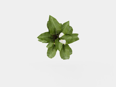 Spathiphyllum Sw Lauretta 3D Model
