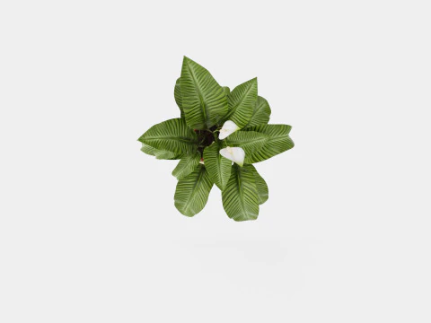 Spathiphyllum Sw Lauretta 3D Model