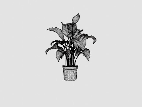 Spathiphyllum Sw Lauretta 3D Model