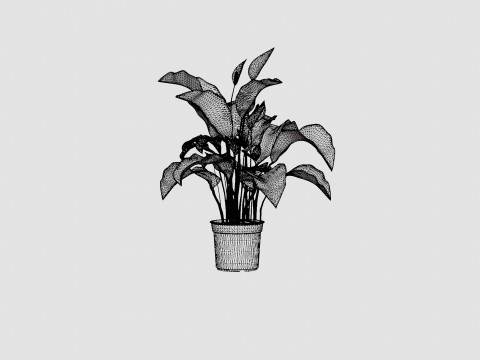 Spathiphyllum Sw Lauretta 3D Model