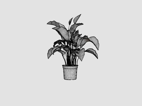 Spathiphyllum Sw Lauretta 3D Model