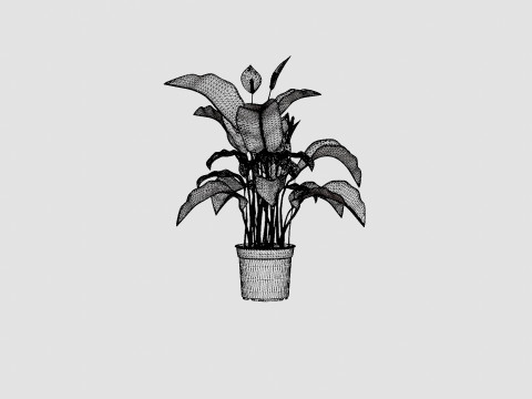 Spathiphyllum Sw Lauretta 3D Model