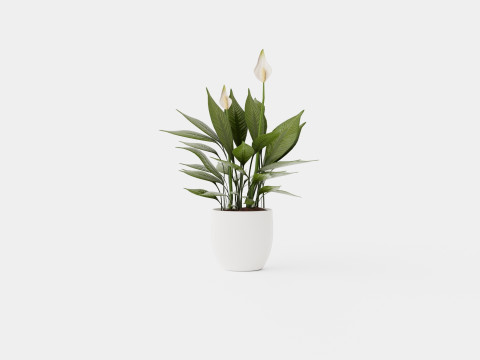 Spathiphyllum Torelli 3D Model