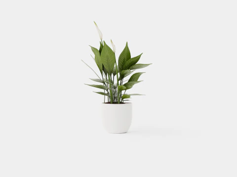 Spathiphyllum Torelli 3D Model