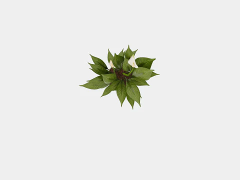 Spathiphyllum Torelli 3D Model