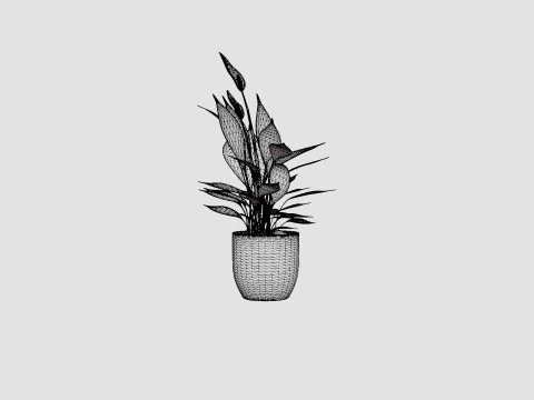 Spathiphyllum Torelli 3D Model