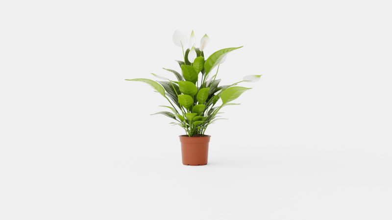 Spathiphyllum Verdi Model 3D .c4d .max .obj .3ds .fbx .stl .blend 