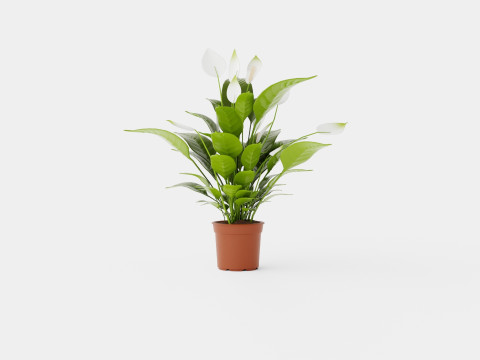 Spathiphyllum Verdi 3D Model