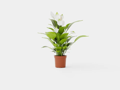 Spathiphyllum Verdi 3D Model