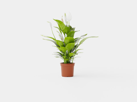Spathiphyllum Verdi Model 3D