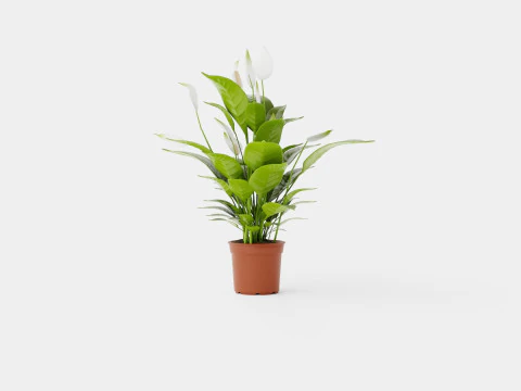 Spathiphyllum Verdi 3D Model