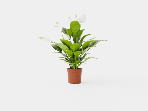 Spathiphyllum Verdi Model 3D
