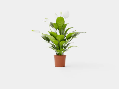 Spathiphyllum Verdi 3D Model
