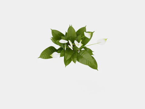 Spathiphyllum Verdi 3D Model