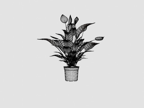 Spathiphyllum Verdi Model 3D