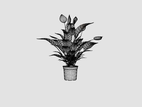 Spathiphyllum Verdi 3D Model